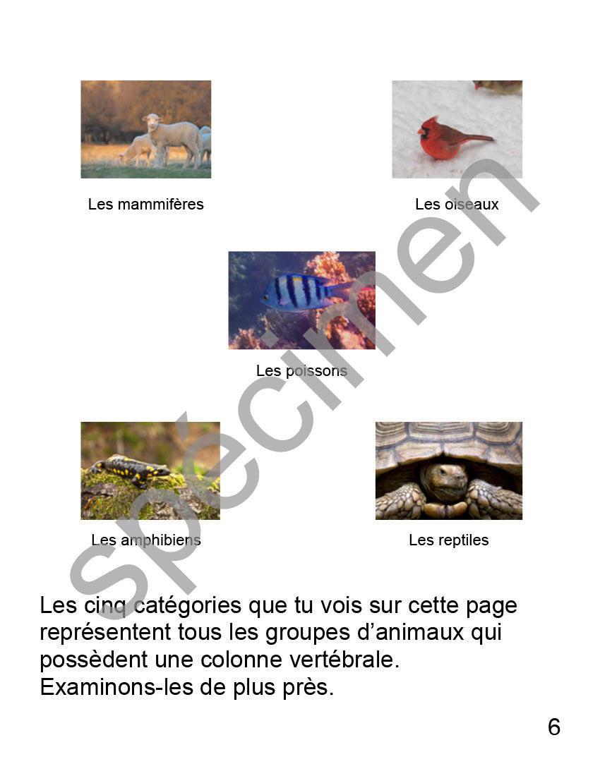 Ensemble Cour 1 étoile Les animaux vertébrés
