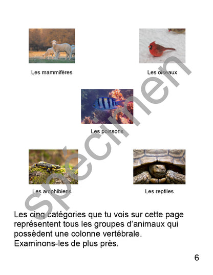 Ensemble Cour 1 étoile Les animaux vertébrés
